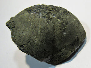 Brachiopode Paraspirifer bownockeri Pyrit Devon 320 Mio. Jahre. Sylvania Ohio, USA