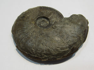 Seeigel Pachydiscus calciniert +Limonit 6,5cm Luc sur Mer, Frankreich freeshipping - Mineraldorado