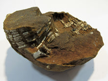 Laden Sie das Bild in den Galerie-Viewer, Ammonit Z515 Macrocephalites Galenit Oberjura Sengenthal, Deutschland freeshipping - Mineraldorado