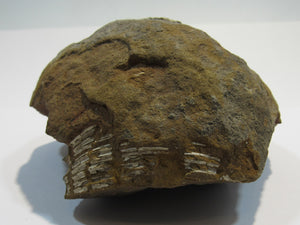 Ammonit Z515 Macrocephalites Galenit Oberjura Sengenthal, Deutschland freeshipping - Mineraldorado