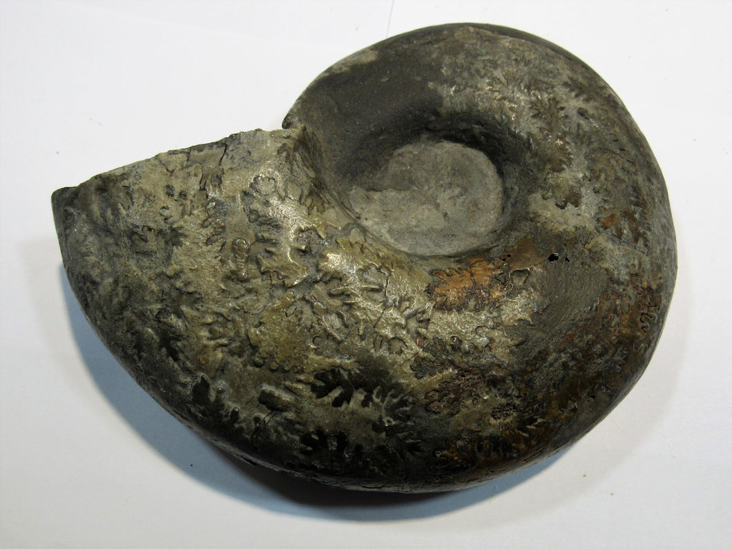 Ammonit Z532 Lytoceras Inrense Lias 13cm 650g Balingen, Deutschland freeshipping - Mineraldorado