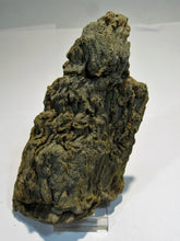 Laden Sie das Bild in den Galerie-Viewer, Holz fossiles Kieselholz Neogen Schlüchtern Hessen 520g, Deutschland