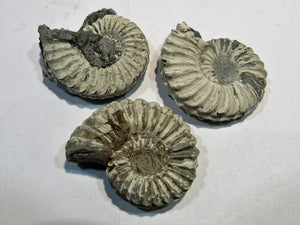 Ammonit Los 3 Stk. Pleuroceras pyritisiert Buttenheim Oberfranken, Deutschland