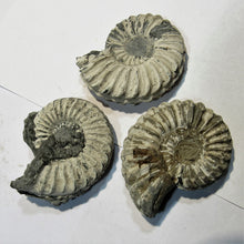 Laden Sie das Bild in den Galerie-Viewer, Ammonit Los 3 Stk. Pleuroceras pyritisiert Buttenheim Oberfranken, Deutschland