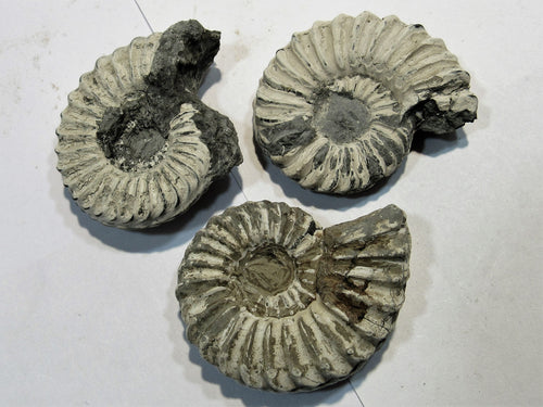 Ammonit Los 3 Stk. Pleuroceras pyritisiert Buttenheim Oberfranken, Deutschland