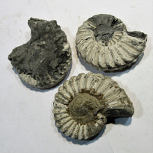 Laden Sie das Bild in den Galerie-Viewer, Ammonit Los 3 Stk. Pleuroceras pyritisiert Buttenheim Oberfranken, Deutschland