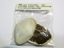 Laden Sie das Bild in den Galerie-Viewer, Muschel Zwei Halbschalen Tellina mit Matrix 5x6cm Pliozän Kallo, Belgien