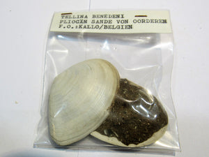 Muschel Zwei Halbschalen Tellina mit Matrix 5x6cm Pliozän Kallo, Belgien