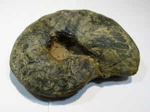 Ammonit Ceratites Muschelkalk Trias 14cm 900g Donaueschingen, Deutschland