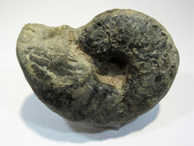 Laden Sie das Bild in den Galerie-Viewer, Ammonit Ceratites Muschelkalk Trias 14cm 900g Donaueschingen, Deutschland