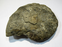 Laden Sie das Bild in den Galerie-Viewer, Ammonit Ceratites Muschelkalk Trias 14cm 900g Donaueschingen, Deutschland