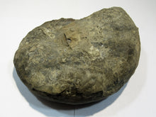 Laden Sie das Bild in den Galerie-Viewer, Ammonit Ceratites Muschelkalk Trias 14cm 900g Donaueschingen, Deutschland